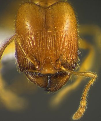 Media type: image;   Entomology 34213 Aspect: head frontal view